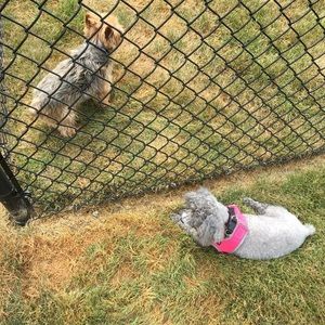 Meet your Posher, Addi